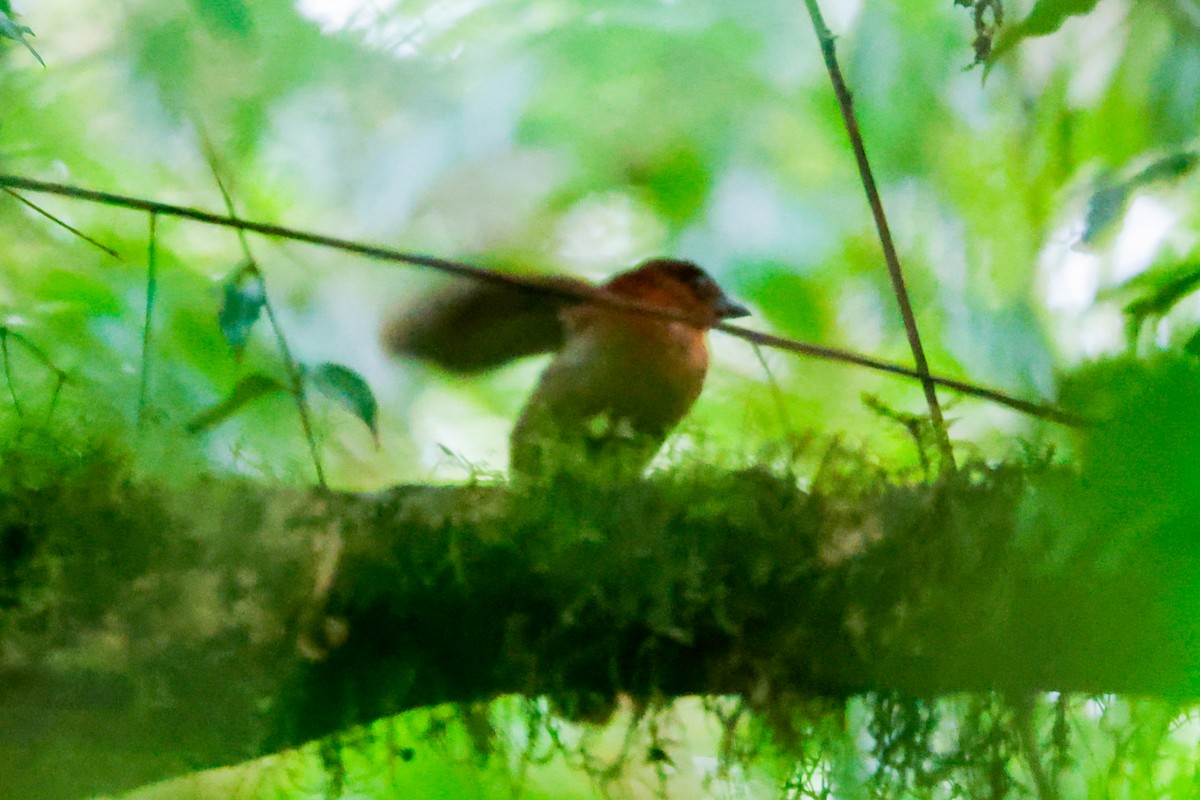 Red-throated Ant-Tanager - ML618325355