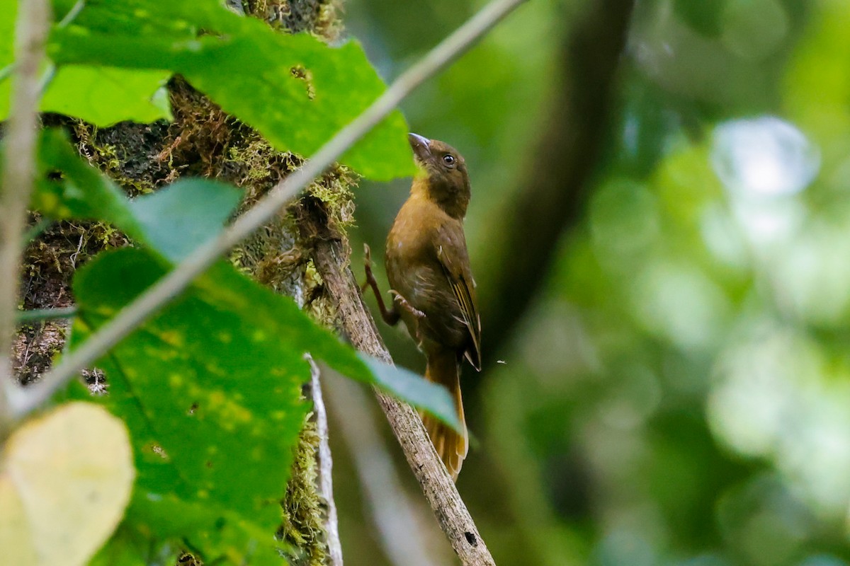 Red-throated Ant-Tanager - ML618325357