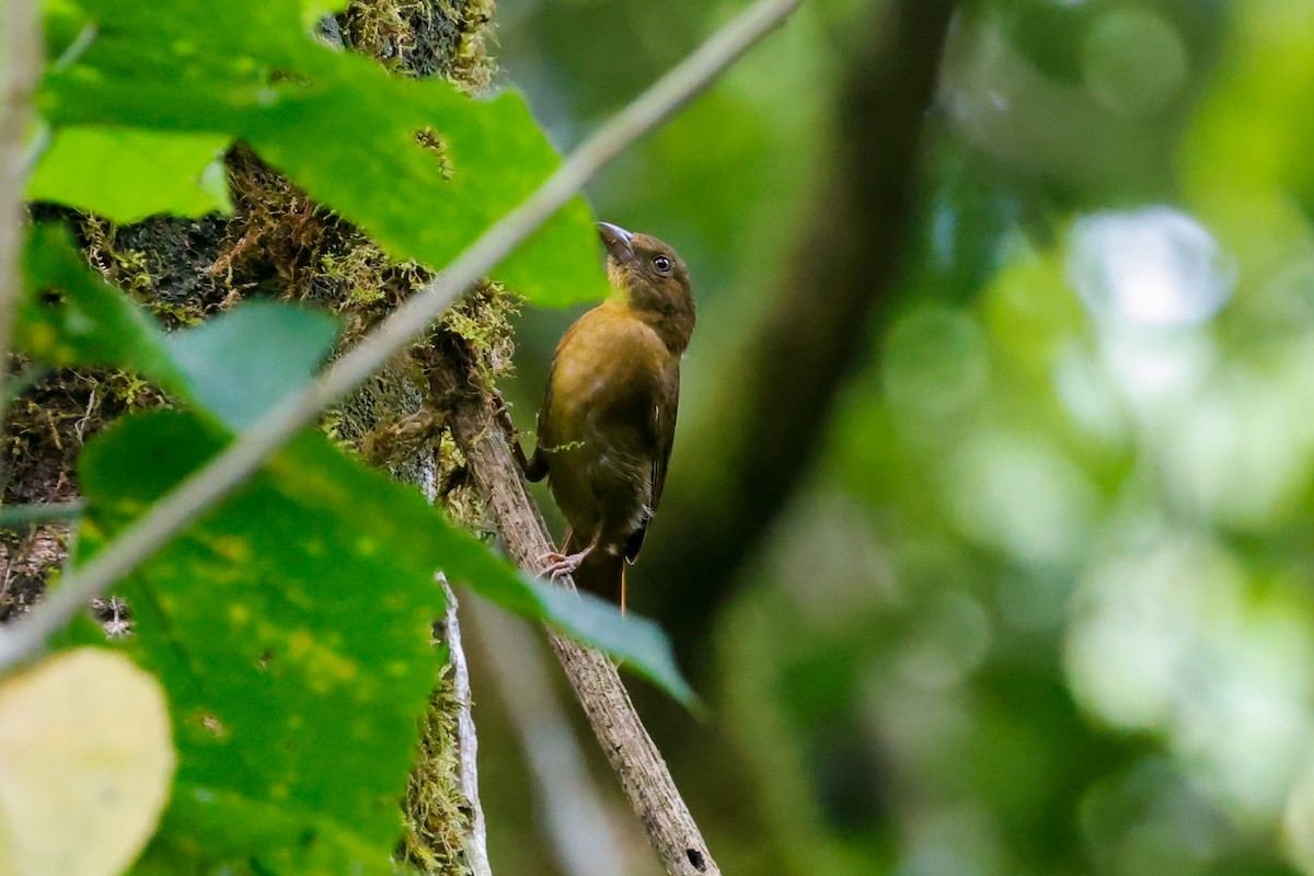 Red-throated Ant-Tanager - ML618325358