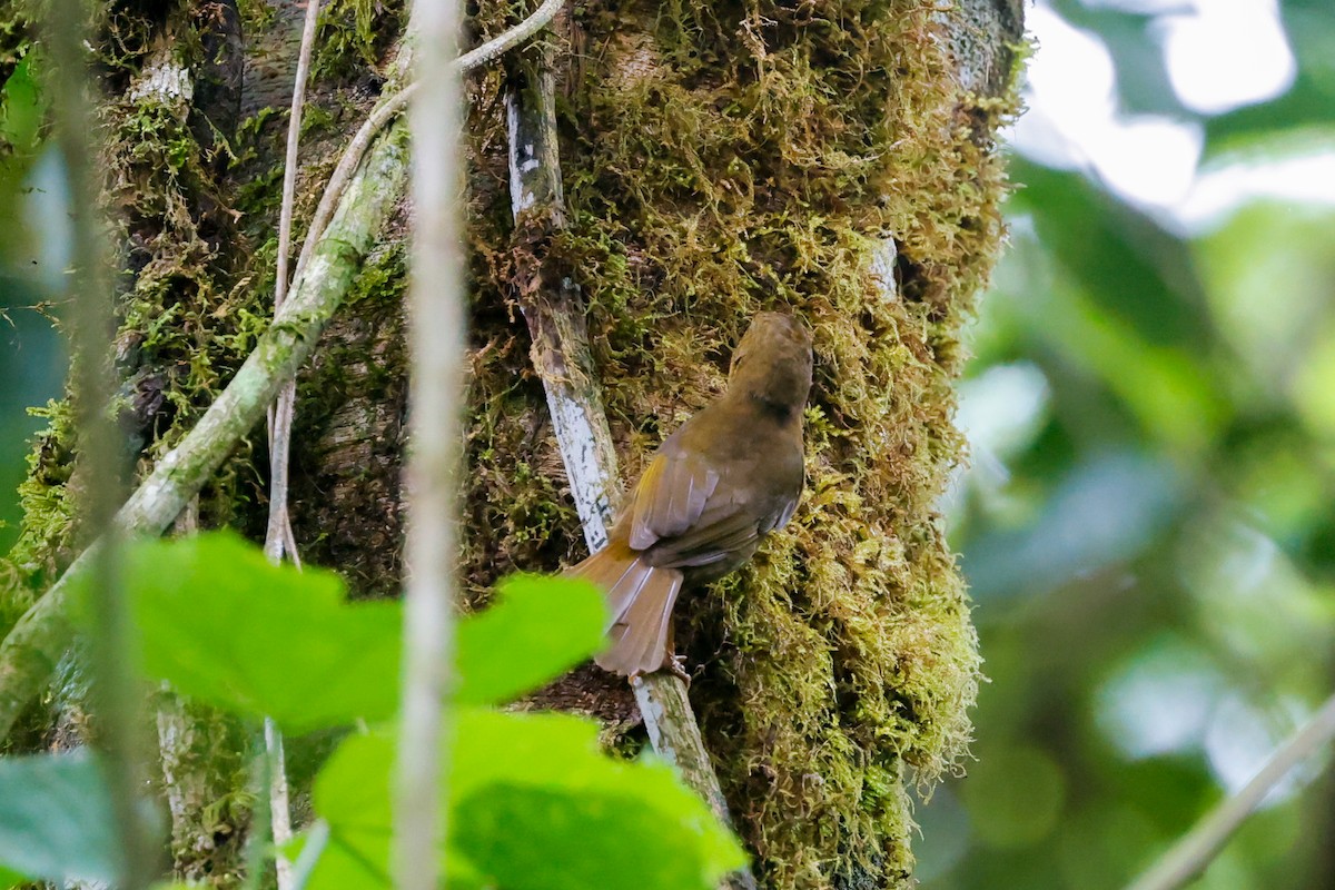 Red-throated Ant-Tanager - ML618325359