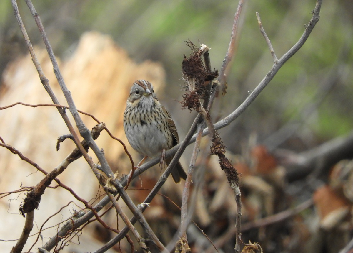 Lincoln's Sparrow - Joe Neal