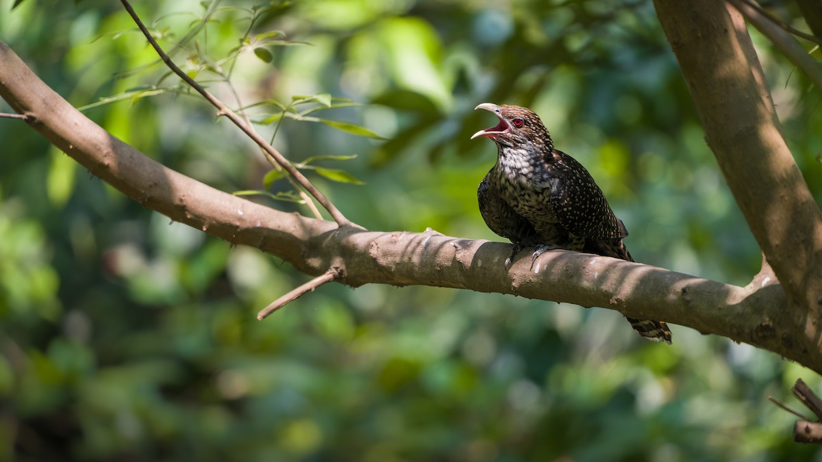 Asian Koel - ML618325406