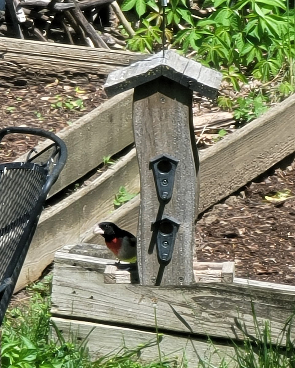 Rose-breasted Grosbeak - Cynthia & Scot Long