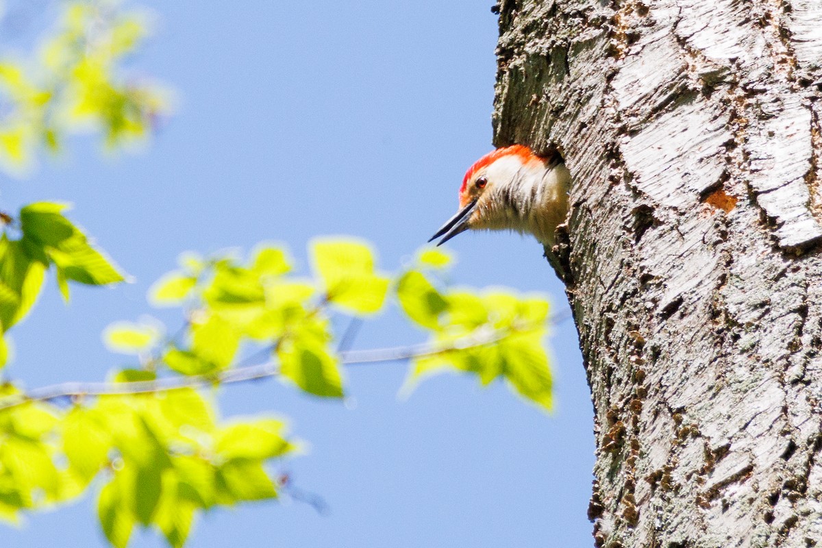 Red-bellied Woodpecker - ML618325411