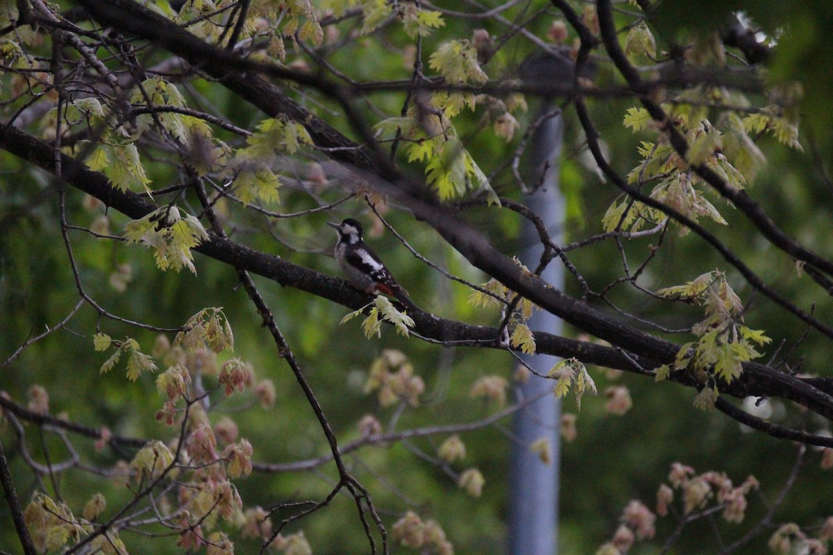 Syrian Woodpecker - ML618325421