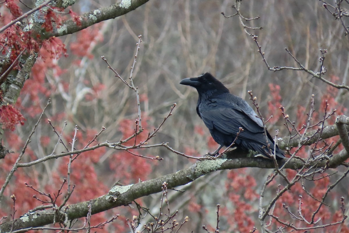 Common Raven - Peter & Jane Wolfe