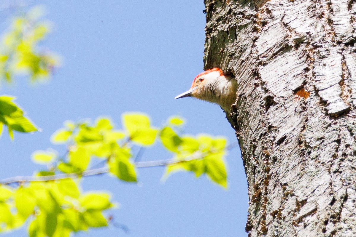 Red-bellied Woodpecker - ML618325475