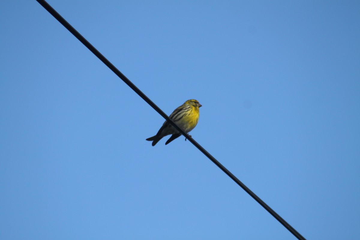 European Serin - ML618325502