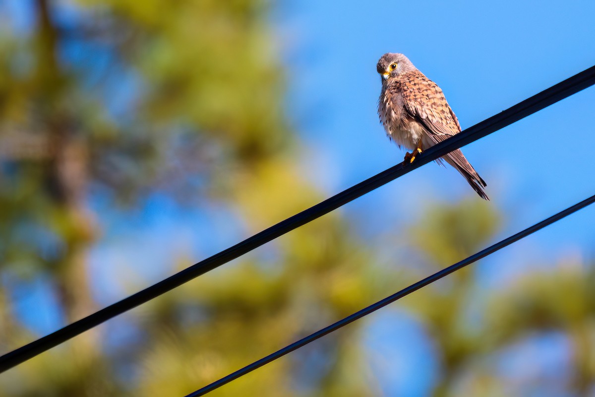 Eurasian Kestrel - ML618325515