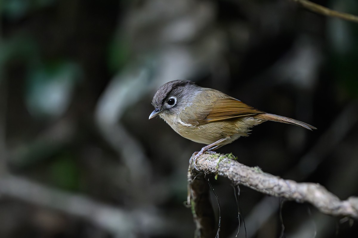 Nepal Fulvetta - ML618325538