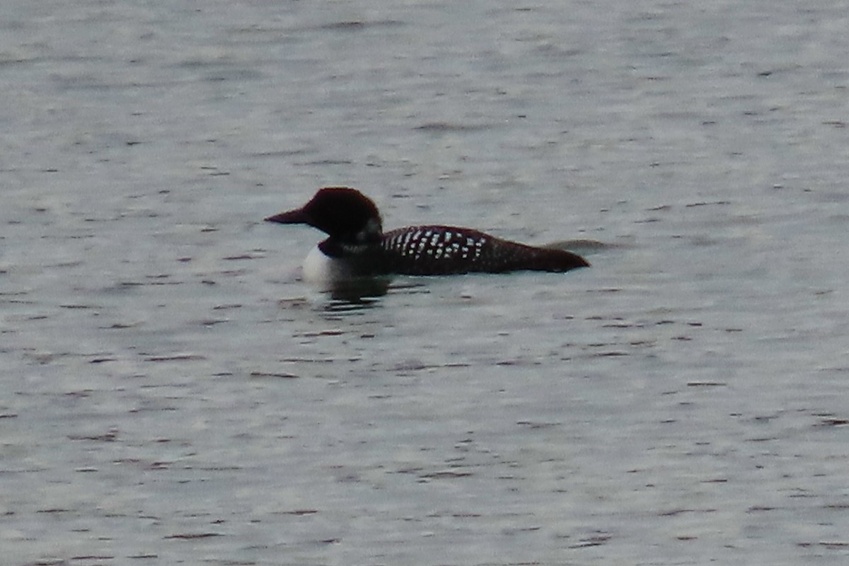 Common Loon - Peter & Jane Wolfe