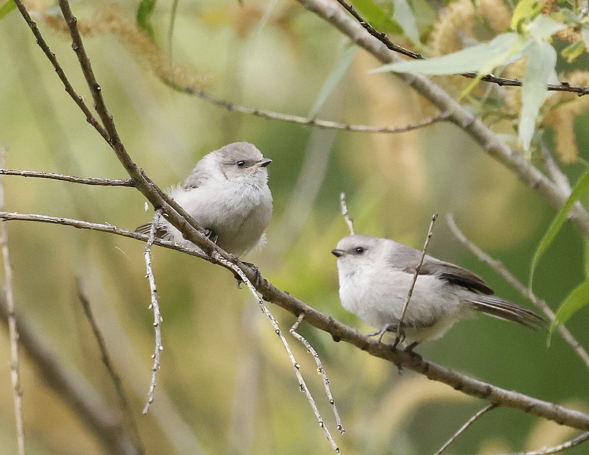 Bushtit - ML618325615