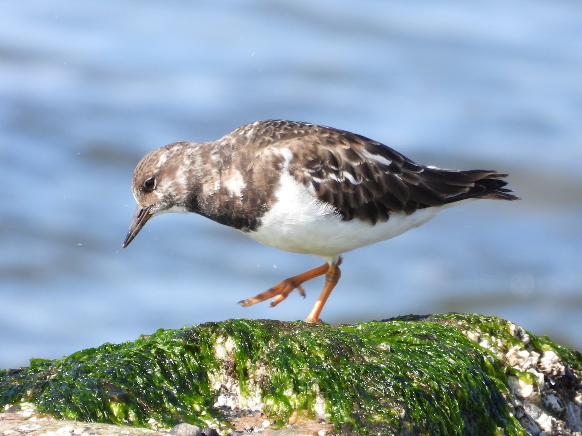 Ruddy Turnstone - ML618325622