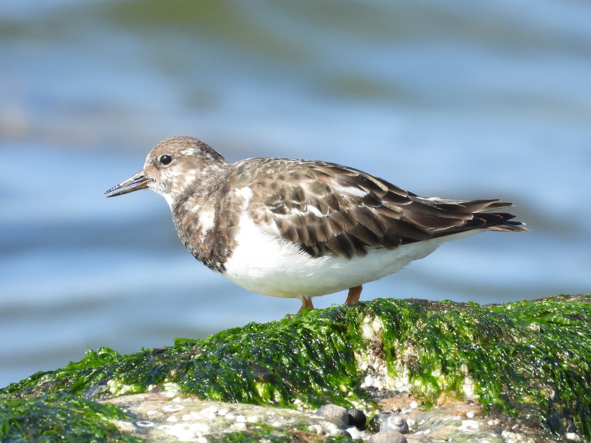 Ruddy Turnstone - ML618325626