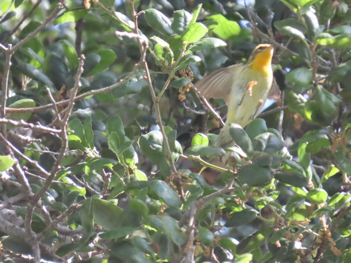 Blackburnian Warbler - ML618325641