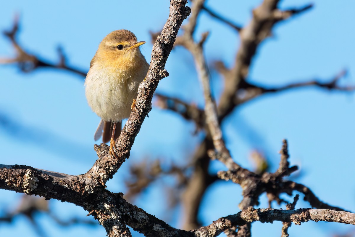 Canary Islands Chiffchaff - ML618325660