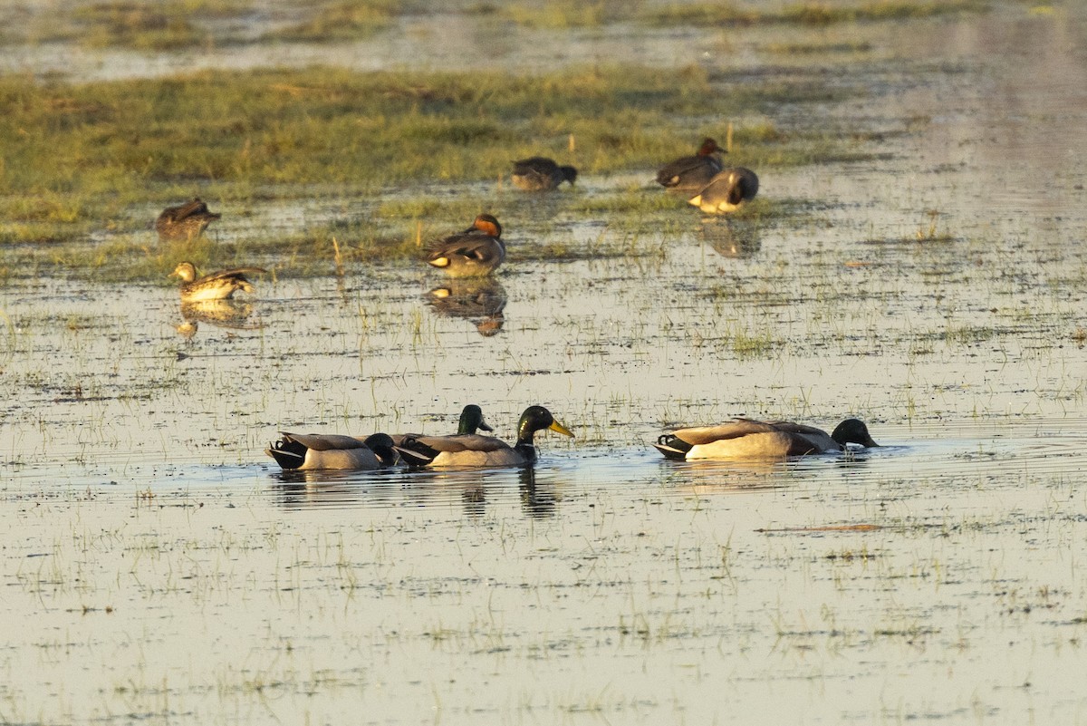 Mallard - Ed kendall