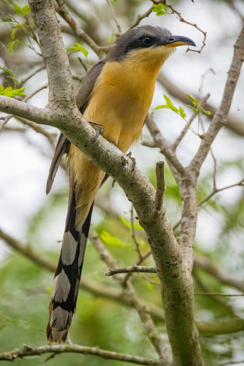 Mangrove Cuckoo - ML618325670