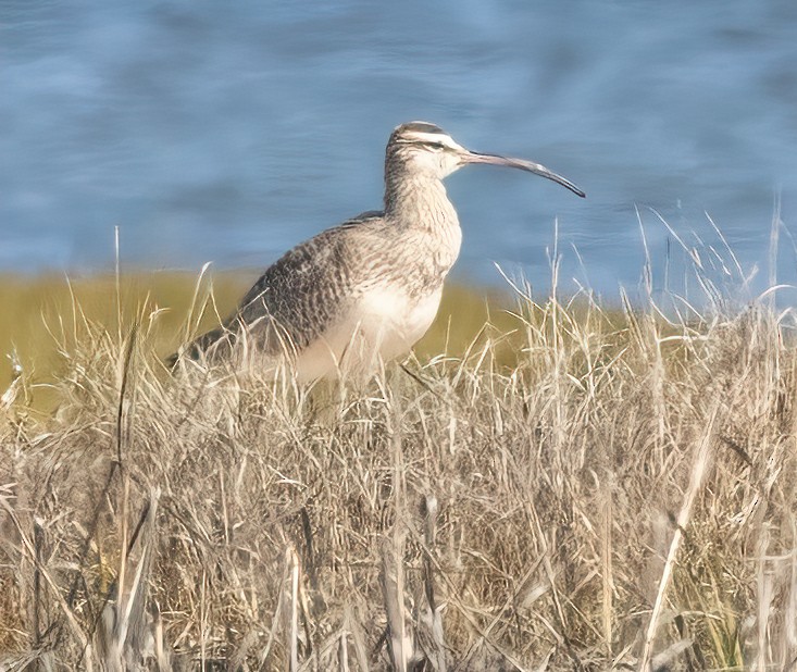 Whimbrel - Tom Griswold