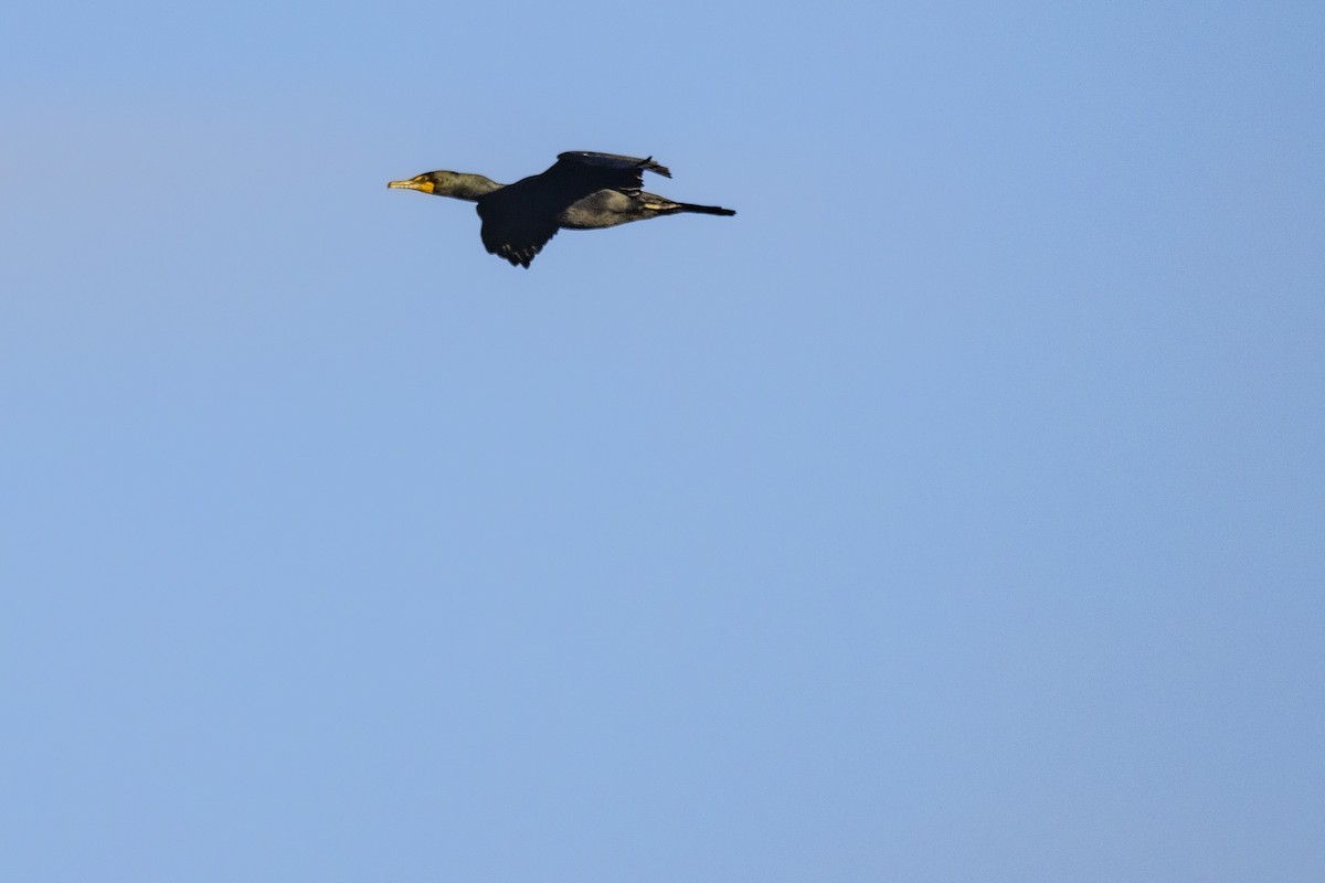 Double-crested Cormorant - ML618325709