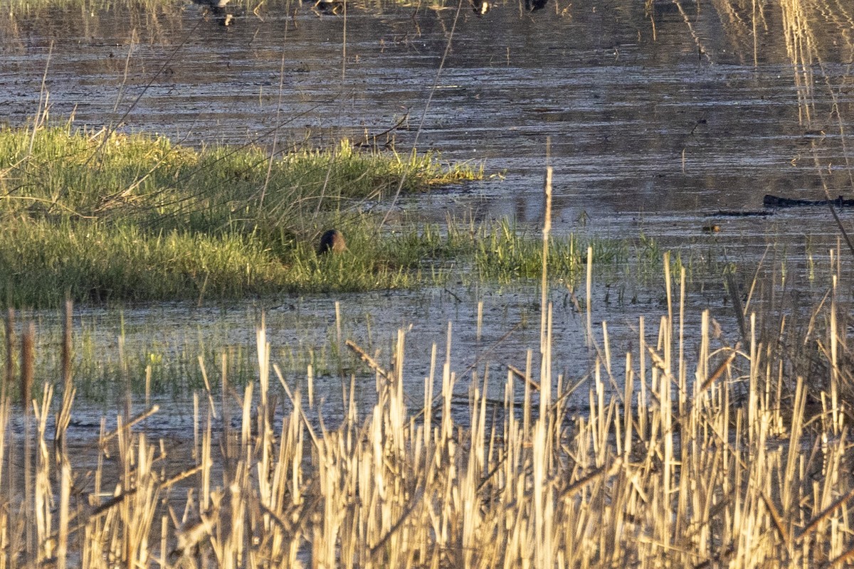 Green Heron - Ed kendall