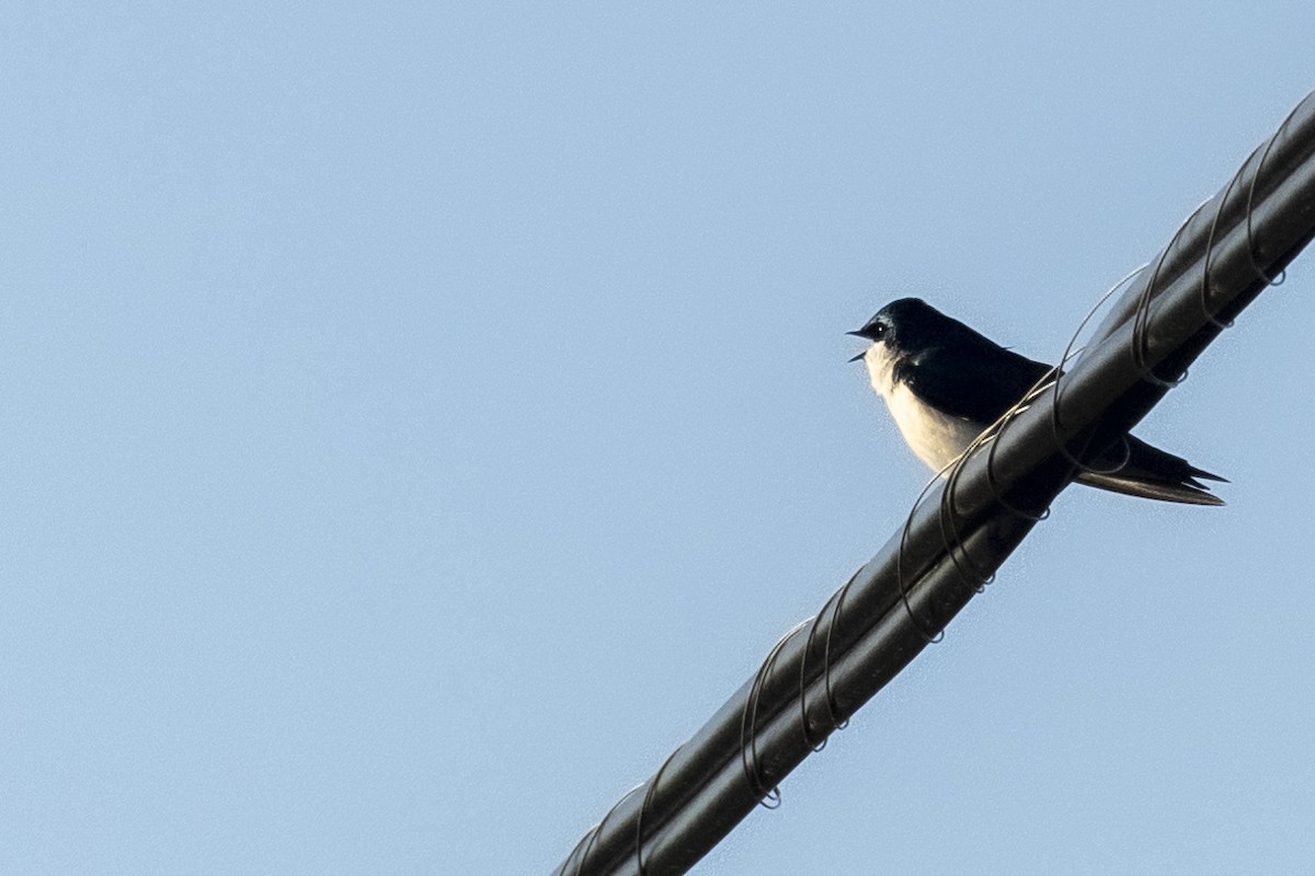 Tree Swallow - ML618325737