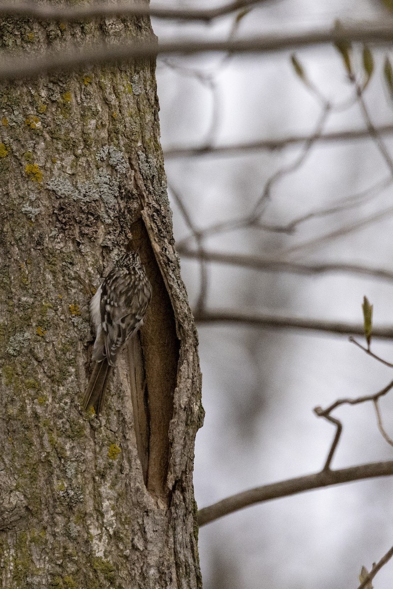 Brown Creeper - ML618325751