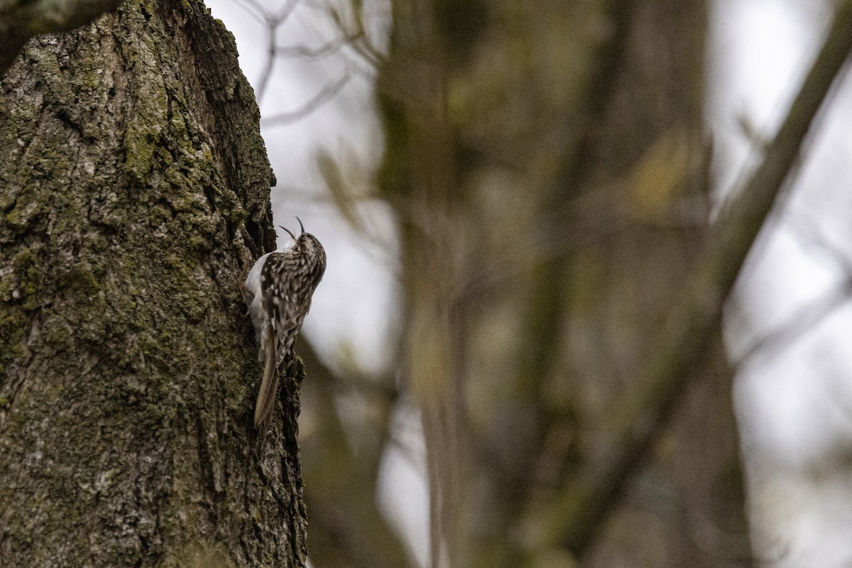 Brown Creeper - Ed kendall