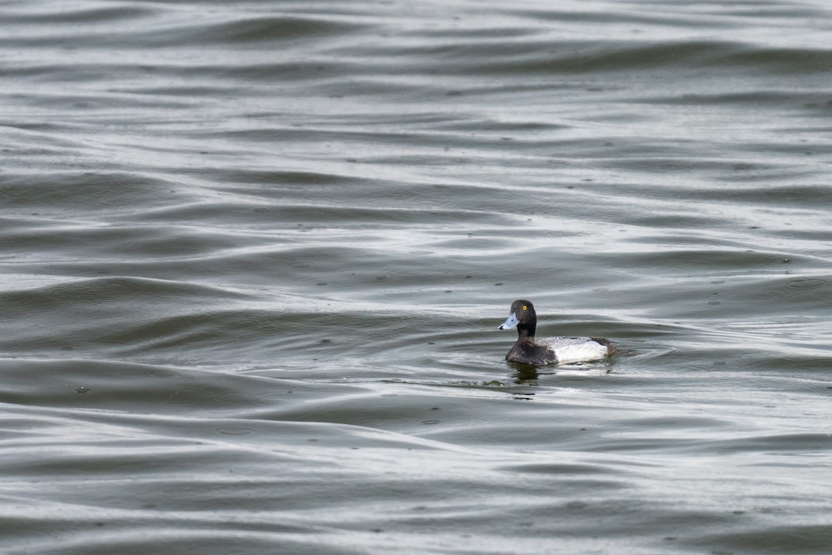 Lesser Scaup - ML618325758