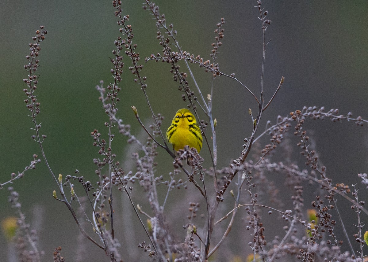 Prairie Warbler - ML618325761