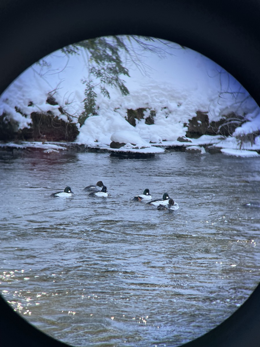 Common Goldeneye - ML618325787