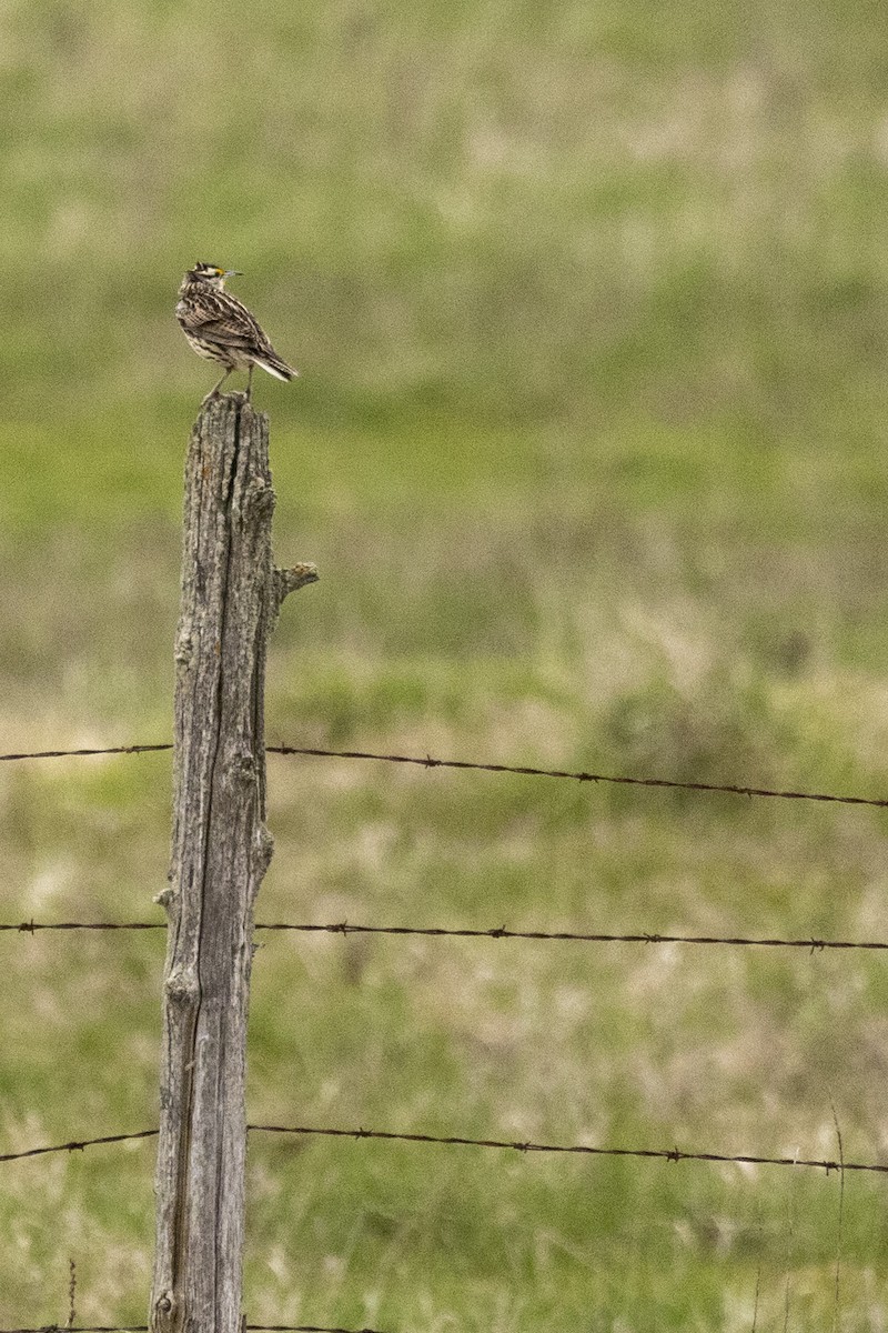 Eastern Meadowlark - ML618325808