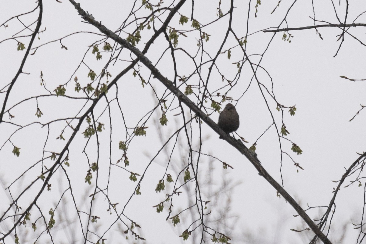 Brown-headed Cowbird - ML618325811