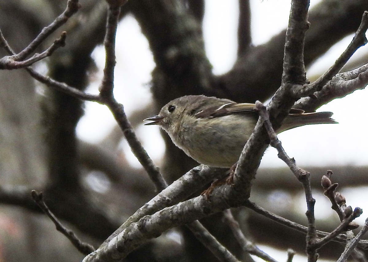 Ruby-crowned Kinglet - Betsy McCully