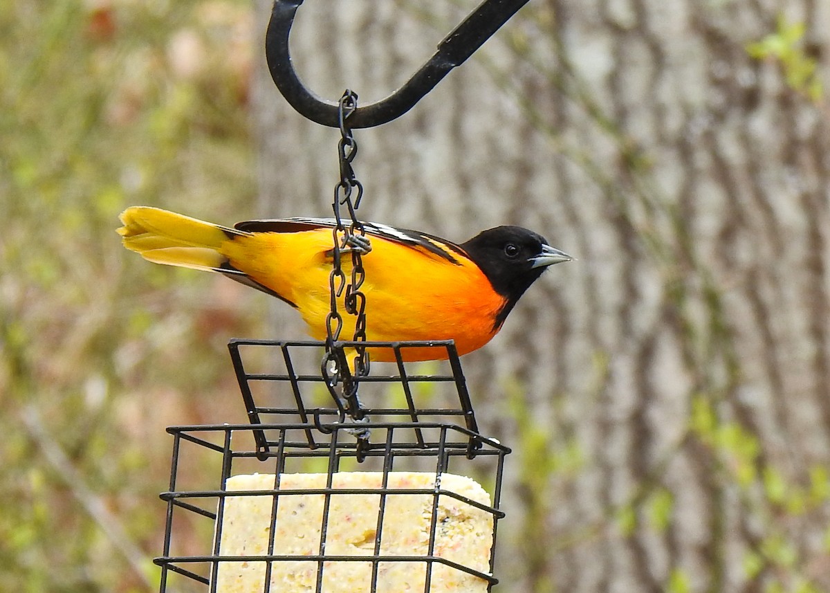 Baltimore Oriole - Betsy McCully