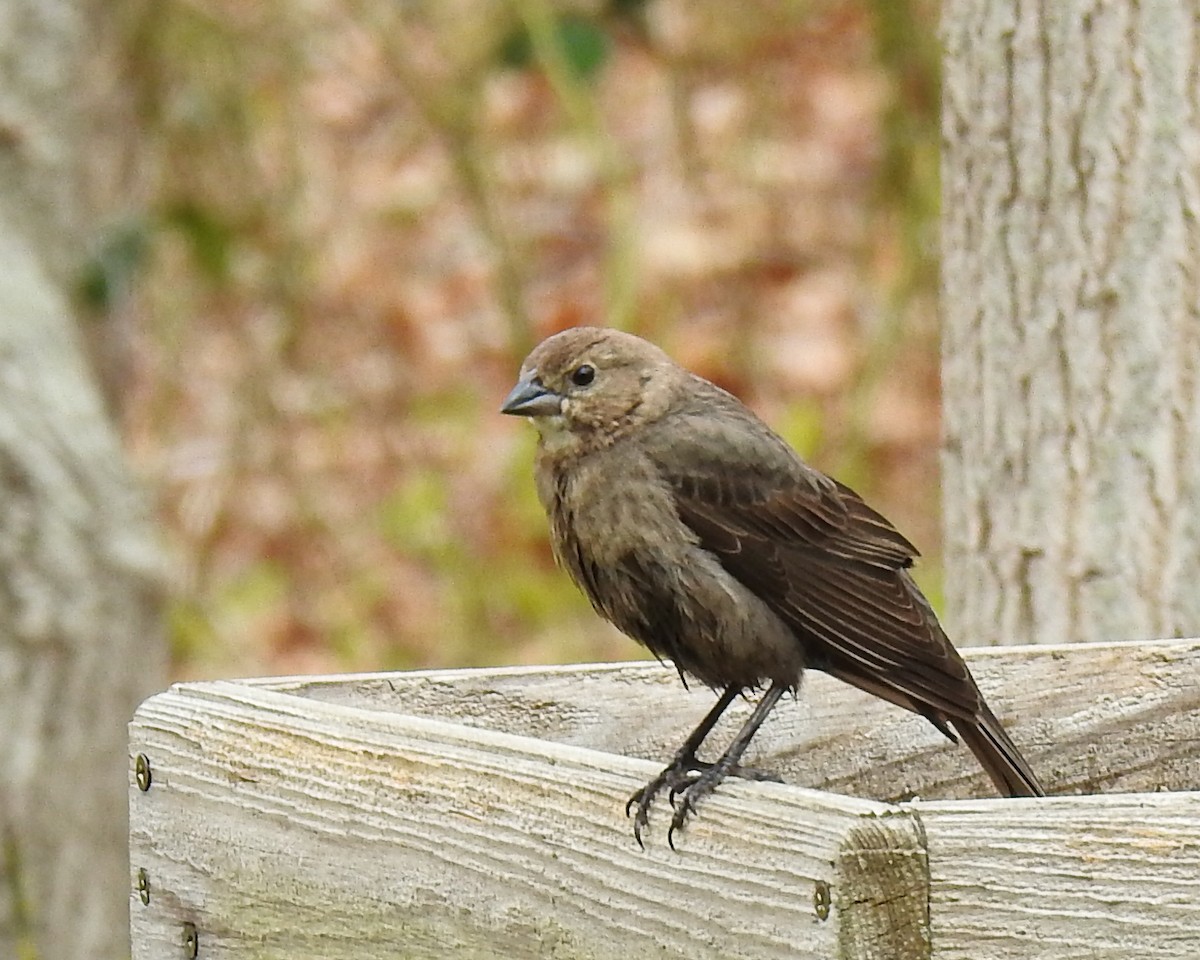 Brown-headed Cowbird - Betsy McCully