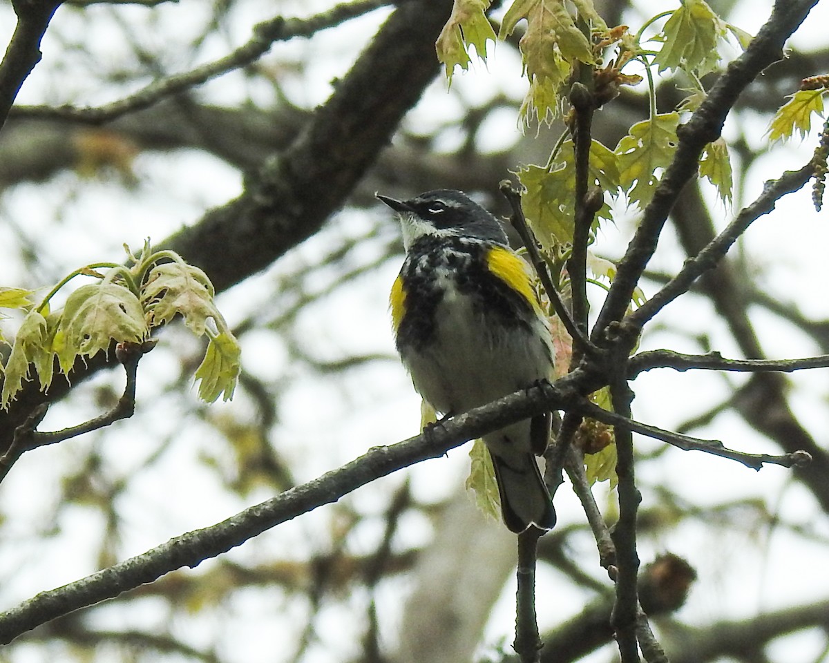 Yellow-rumped Warbler - Betsy McCully