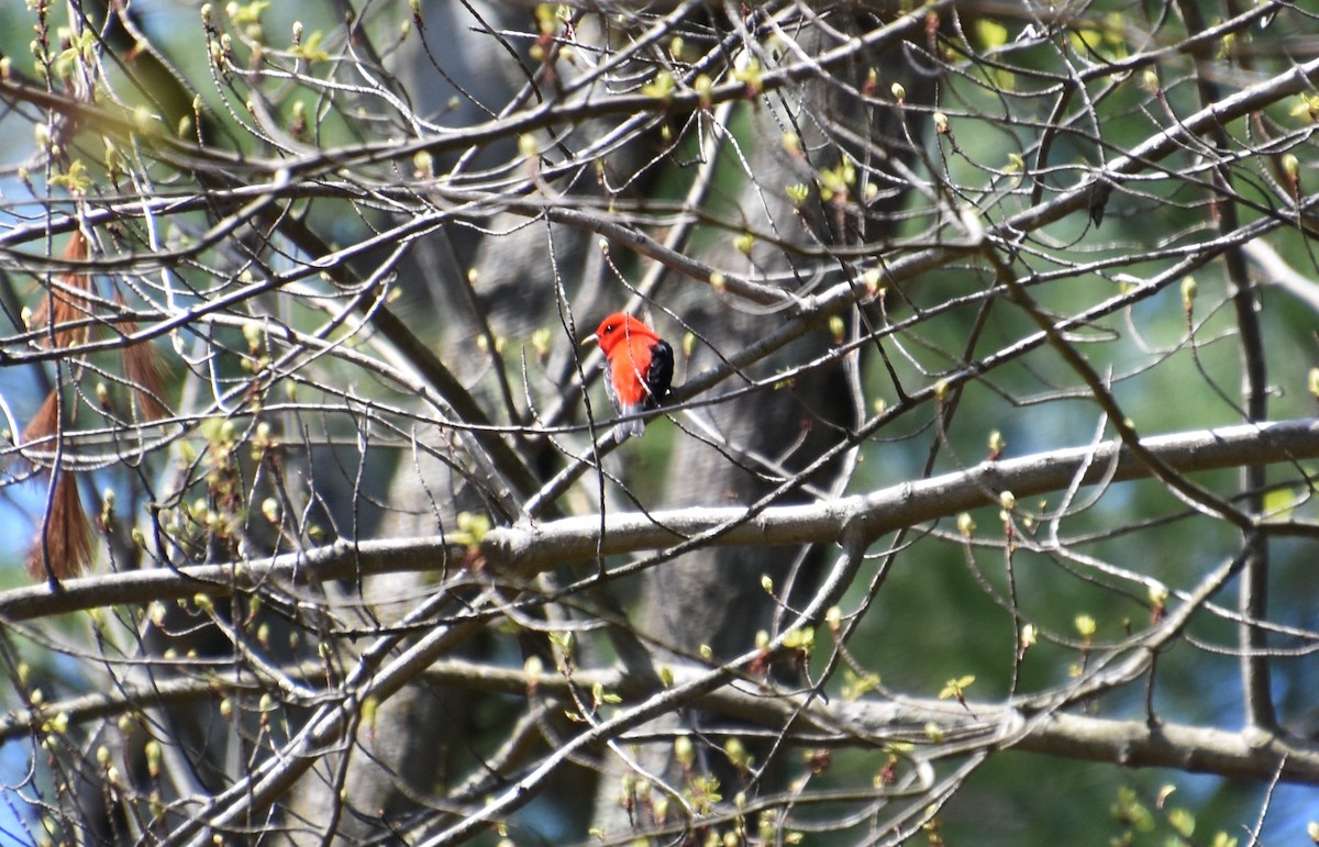 Scarlet Tanager - ML618325913