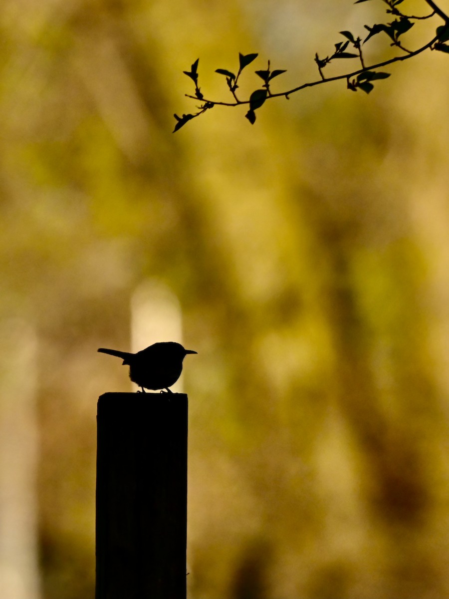 Carolina Wren - Yisi Lu