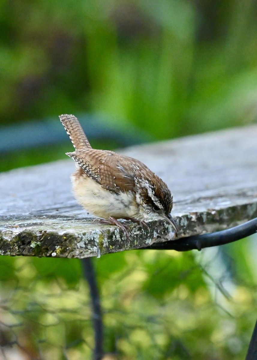 Carolina Wren - ML618325956