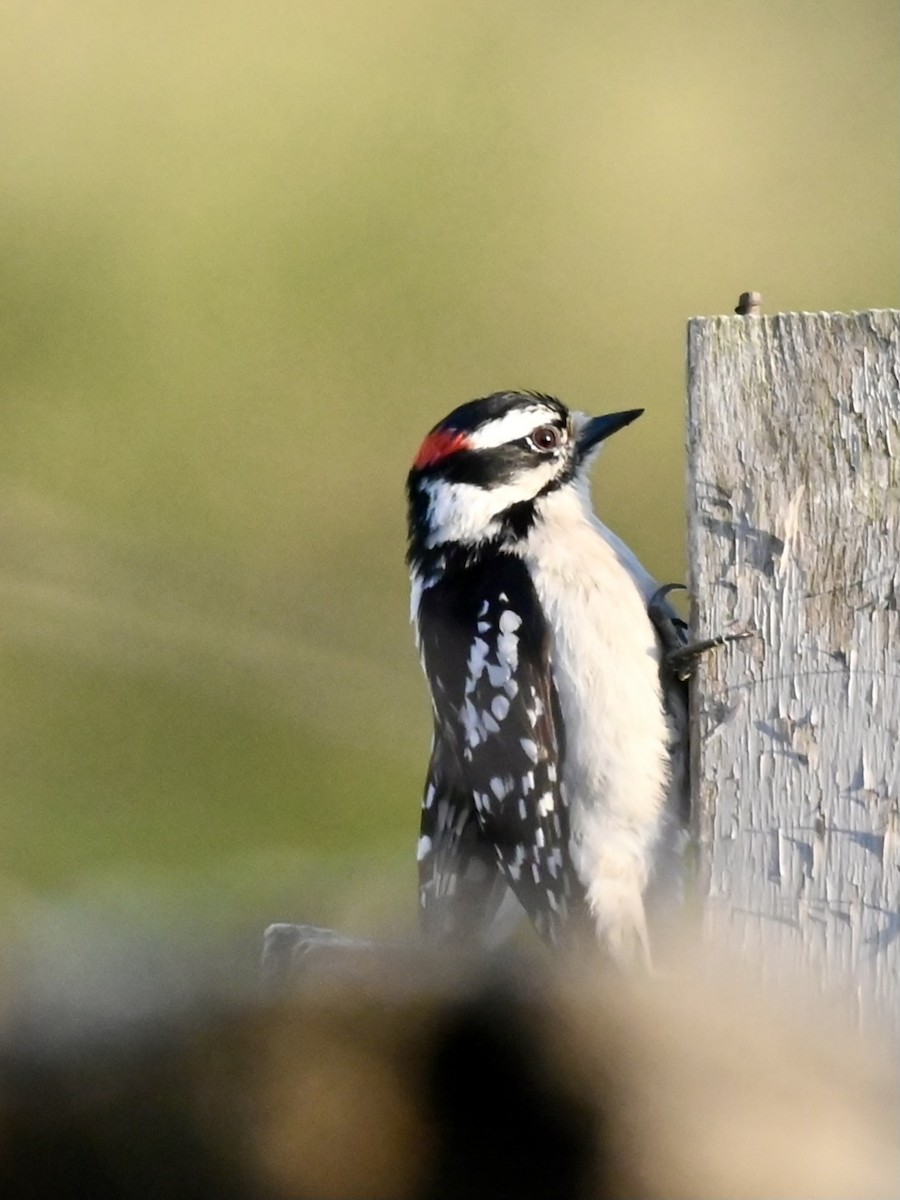 Downy Woodpecker - ML618325961