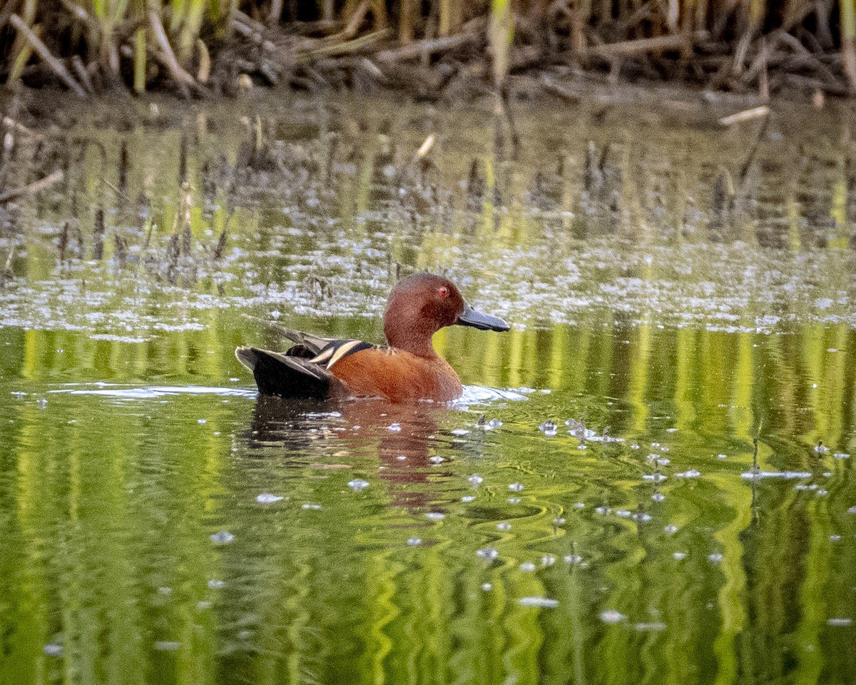 Cinnamon Teal - James Kendall