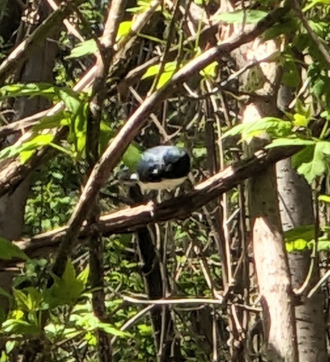 Black-throated Blue Warbler - ML618325976