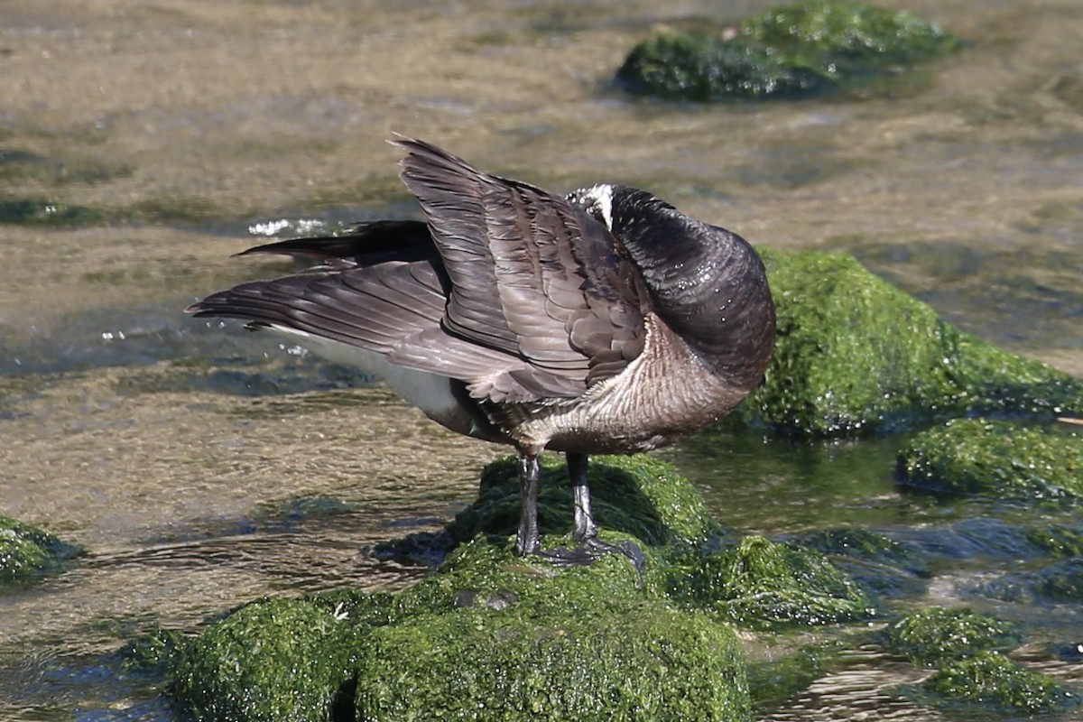 Brant (Black) - Keith Gress