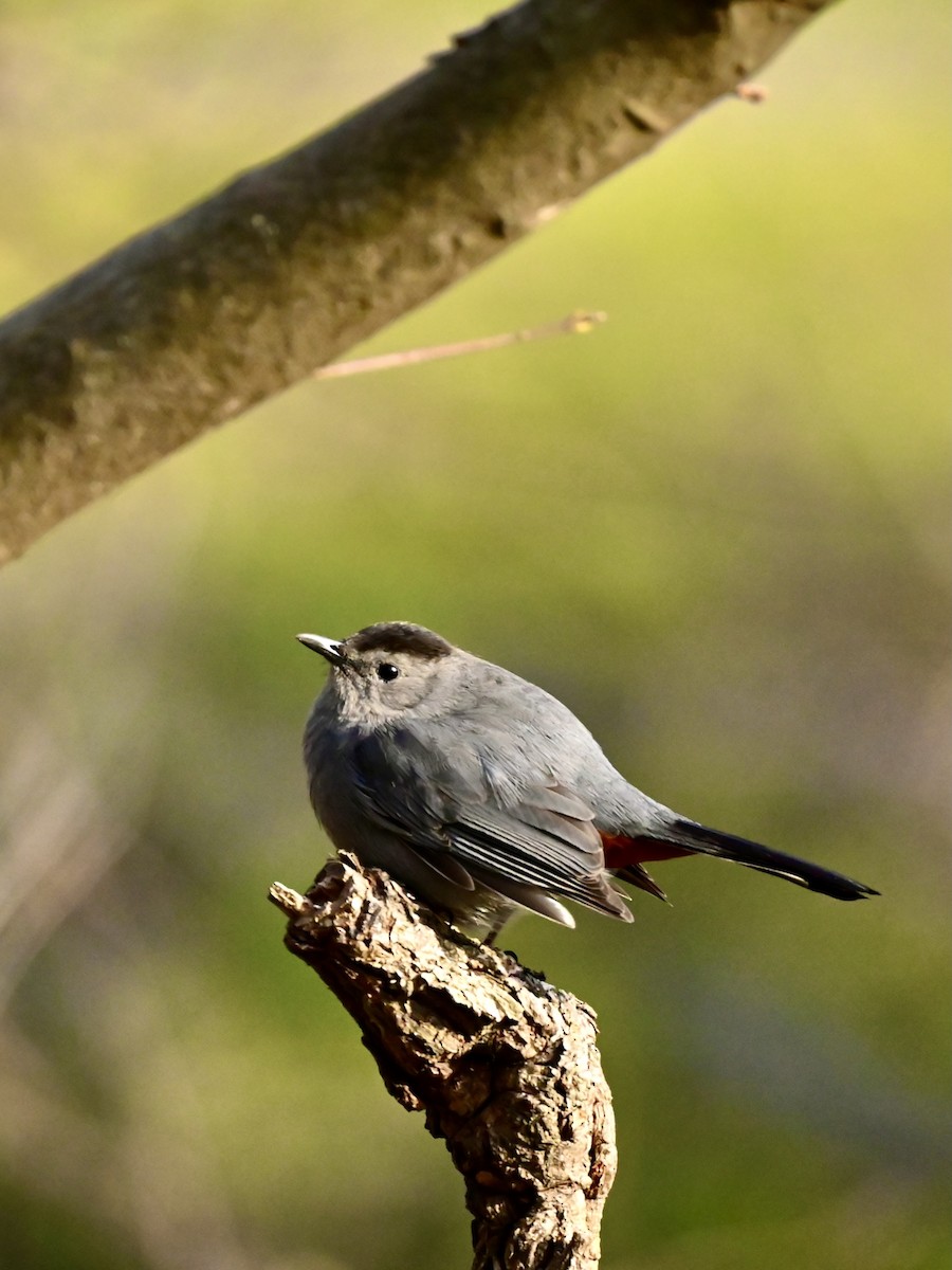 Gray Catbird - ML618325994