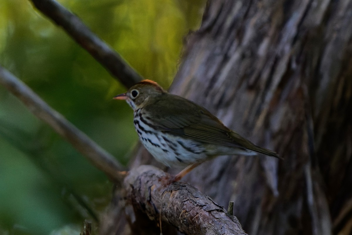 Ovenbird - ML618325997