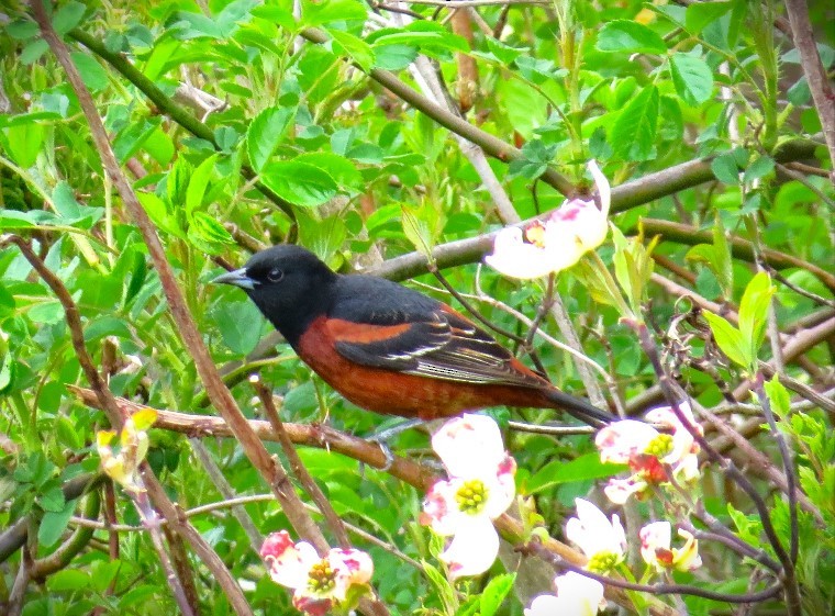 Orchard Oriole - ML618326008