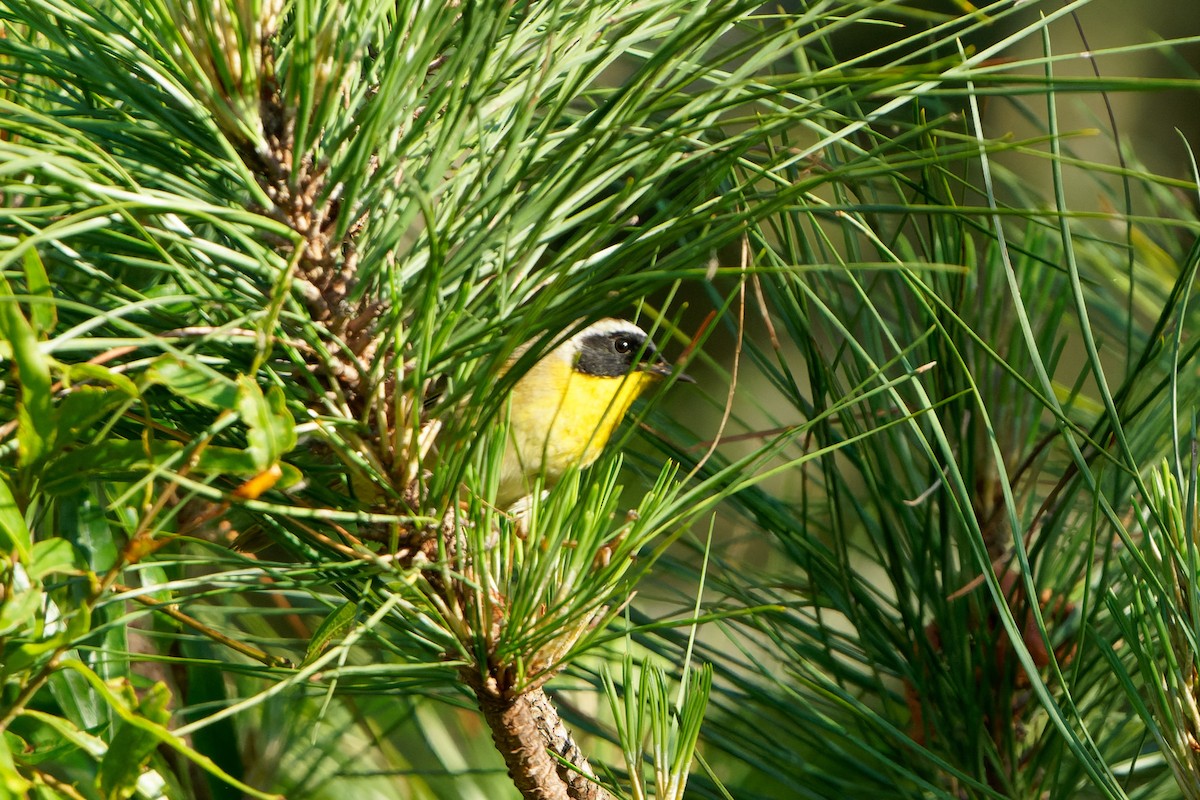 Common Yellowthroat - ML618326015