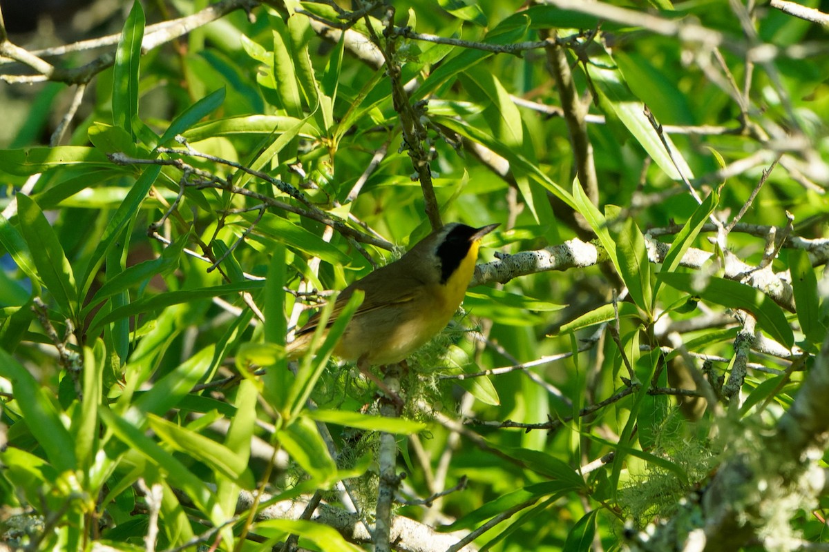 Common Yellowthroat - ML618326020