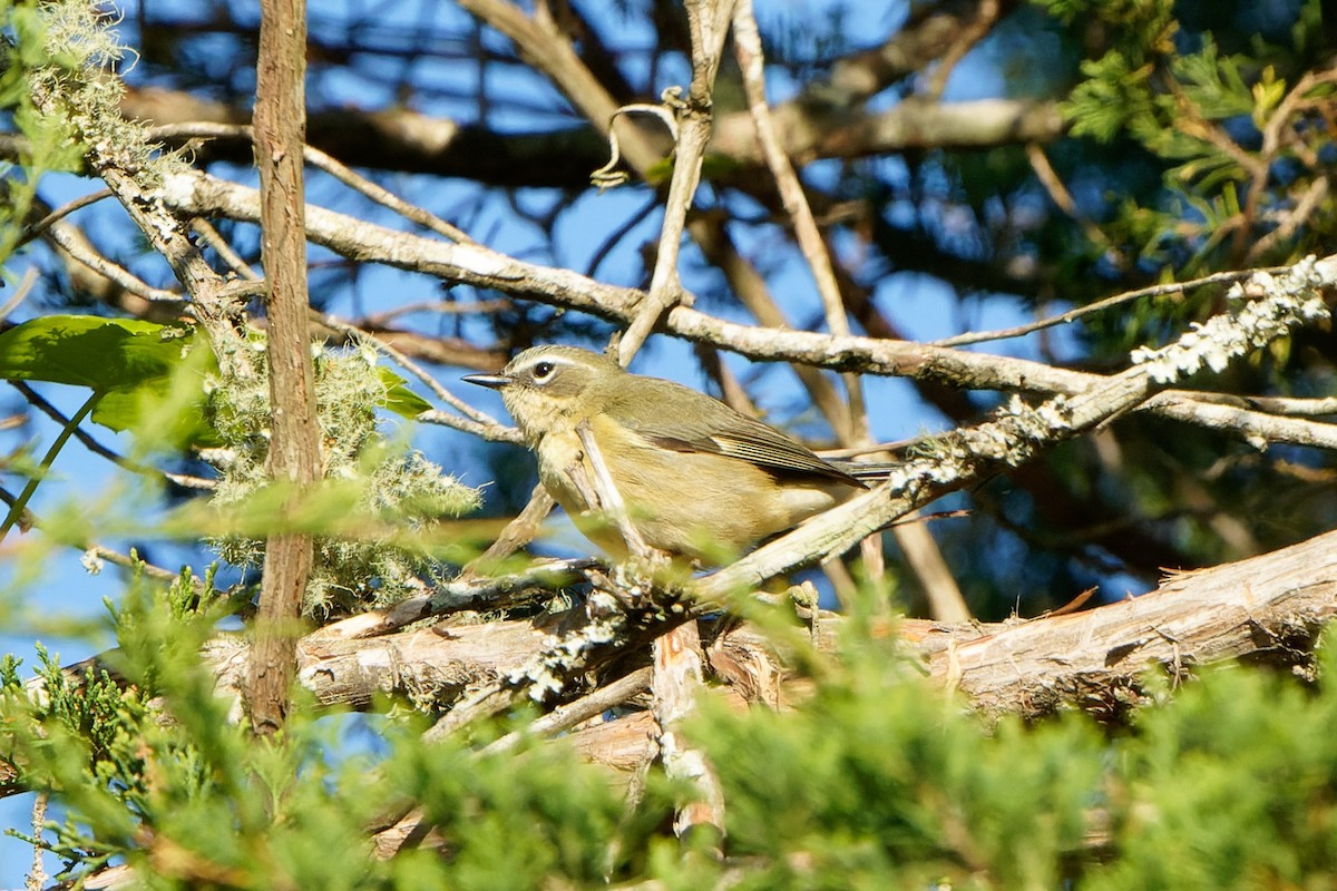 Black-throated Blue Warbler - ML618326043